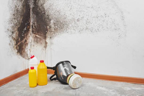 Best Professional Mold Removal  in Rancho Laveras, CA