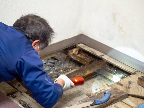 Best Certified Mold Removal  in Rancho Laveras, CA