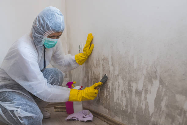Best Toxic Mold Removal  in Rancho Laveras, CA