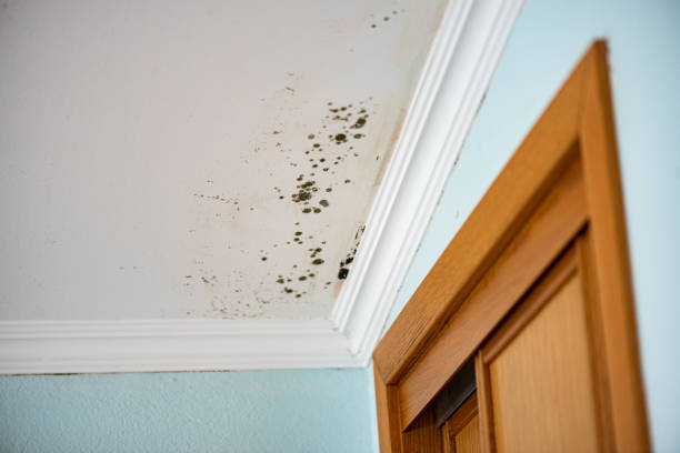 Best Office Mold Removal Services  in Rancho Laveras, CA