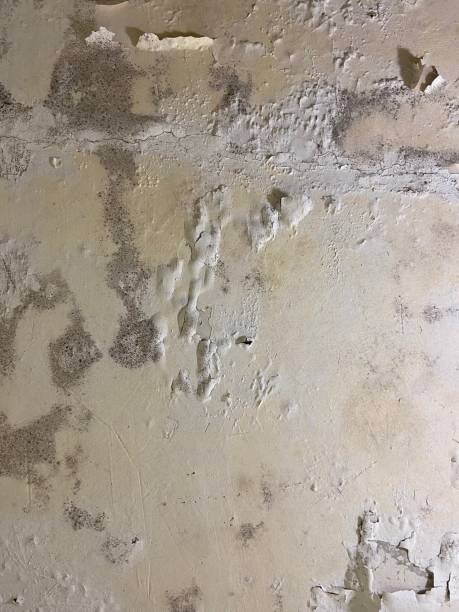 Best Residential Mold Removal  in Rancho Laveras, CA