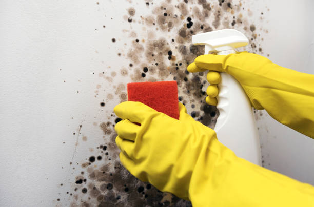 Best Mold Remediation  in Rancho Laveras, CA