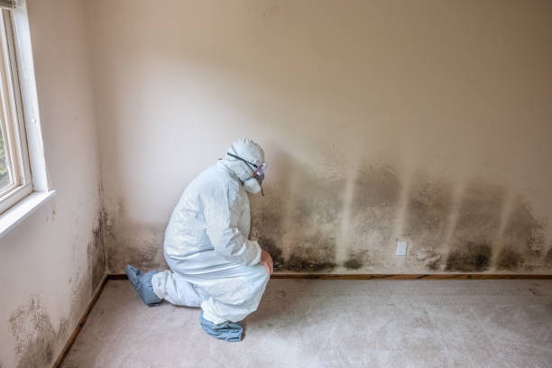 Best Black Mold Removal  in Rancho Laveras, CA