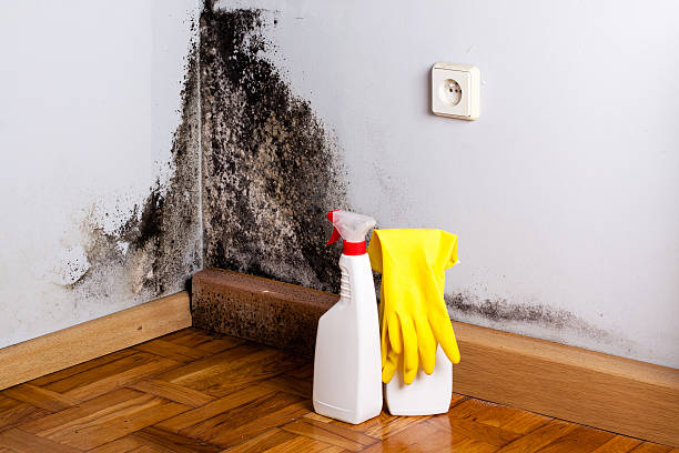 Best Emergency Mold Removal  in Rancho Laveras, CA