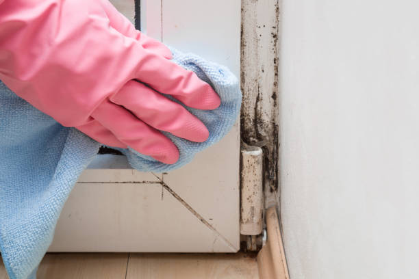 Rancho Calaveras, CA Mold Removal Company