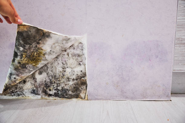 Best Professional Mold Removal  in Rancho Laveras, CA